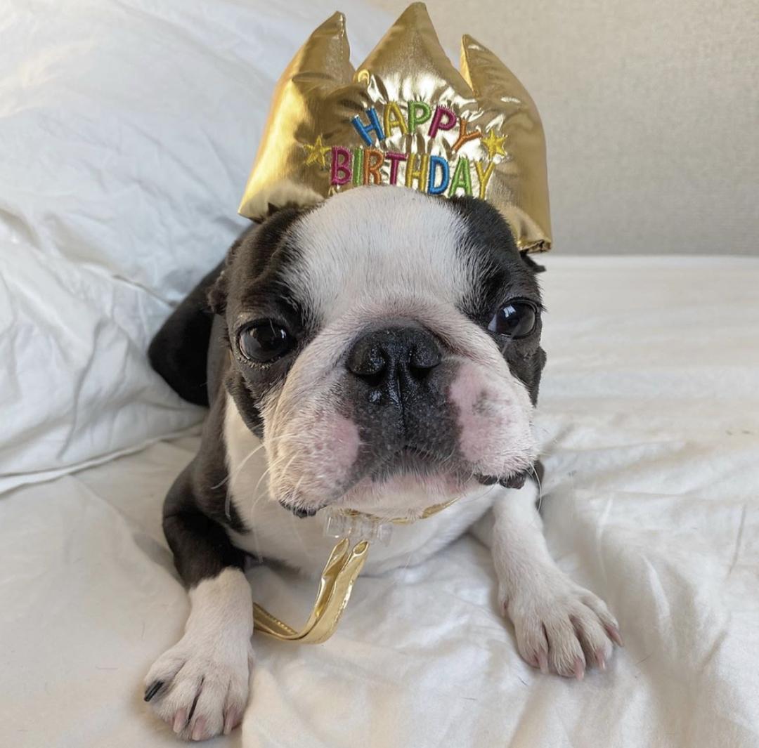 萌犬百科全集,盘点二十种忠爱满世界的萌犬