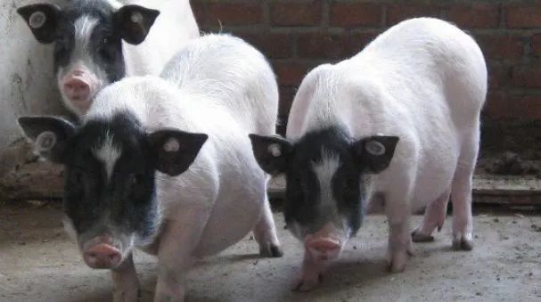 农村养殖什么最赚钱鸡鸭猪羊,在农村种植或养殖什么比较赚钱