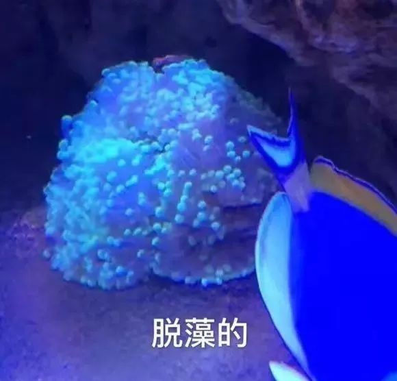 活珊瑚的正确养殖方法,姬珊瑚的养殖方法和注意事项