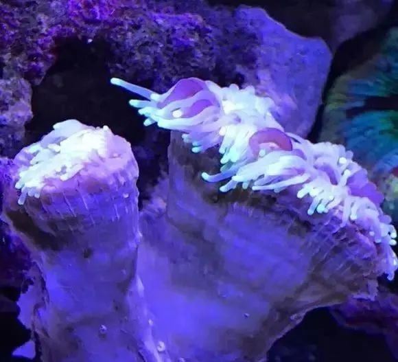 活珊瑚的正确养殖方法,姬珊瑚的养殖方法和注意事项