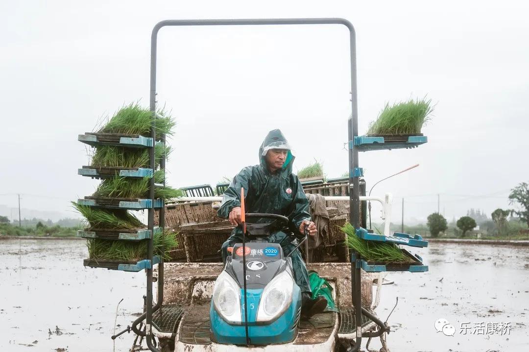 康桥镇学生日记,康桥日记内容