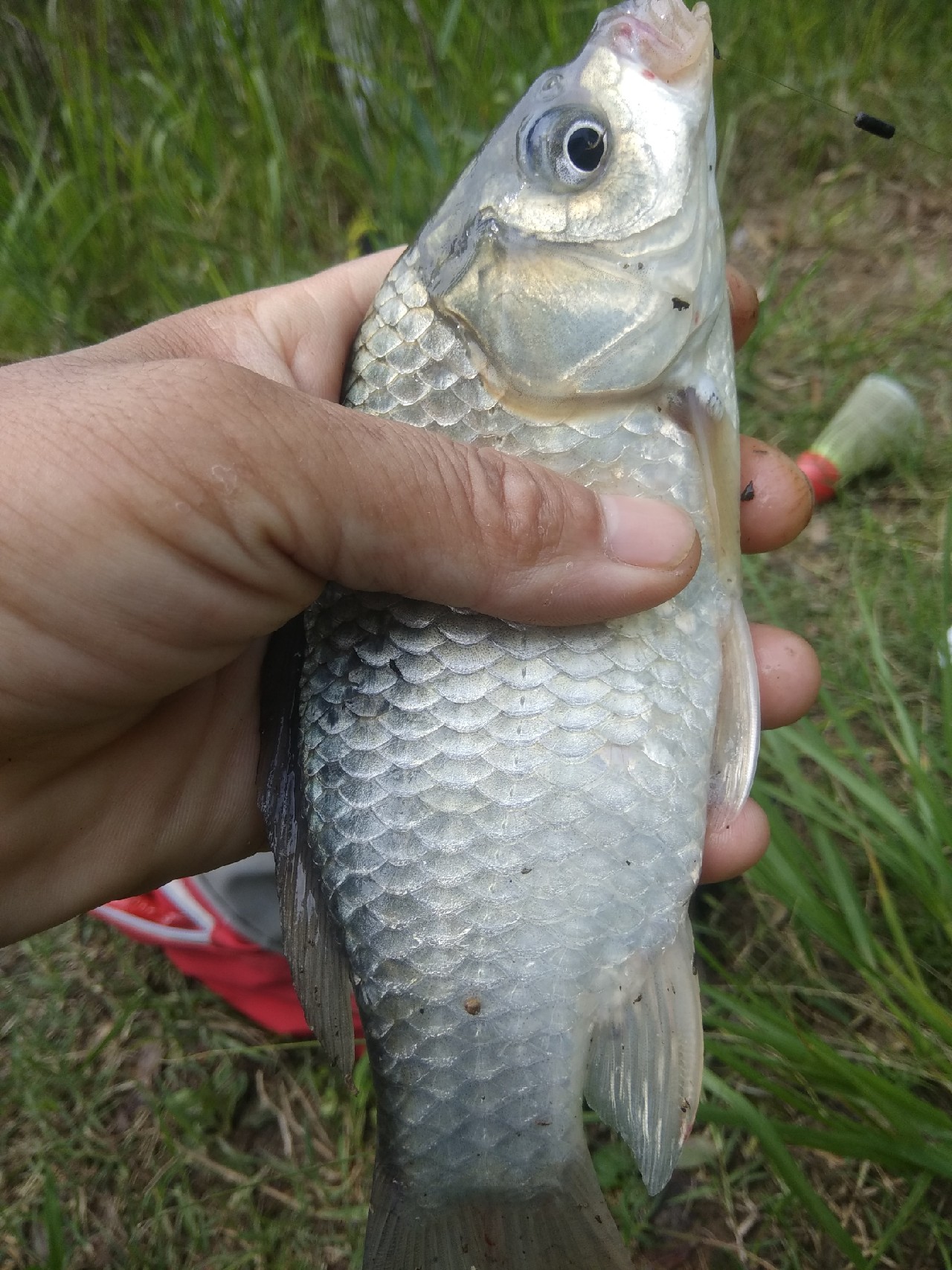 野钓鲫鱼浮漂上顶不中鱼什么原因,野钓鲤鱼浮漂上顶不中鱼咋回事