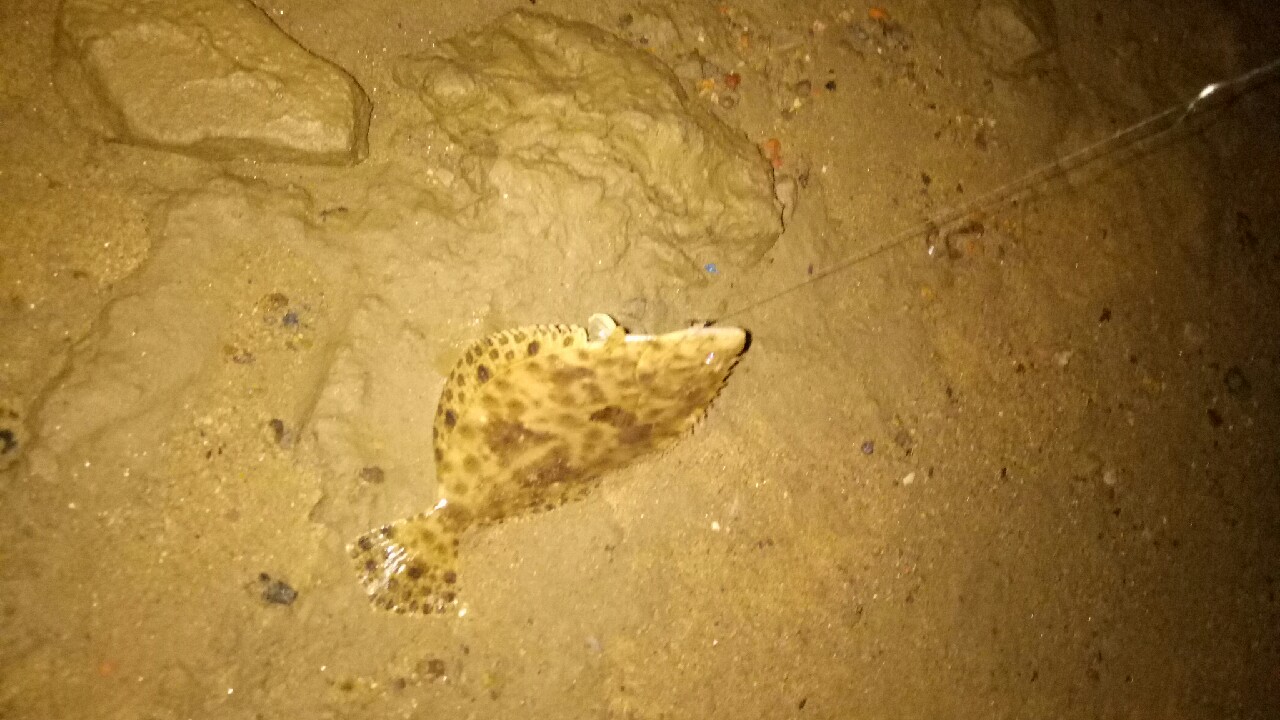 乌龙江野钓,乌龙江有什么鱼钓