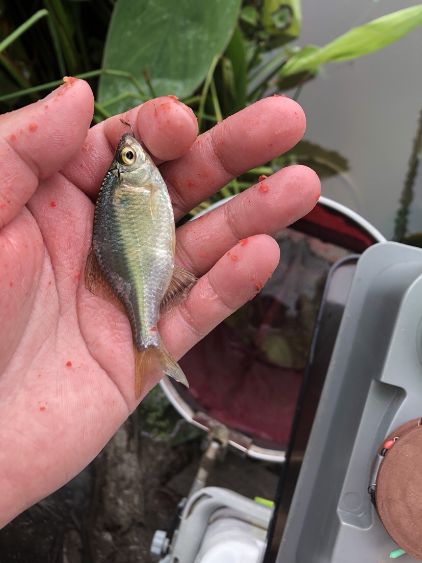 野钓偷瞄隔壁老师傅，没有对比就没有伤害