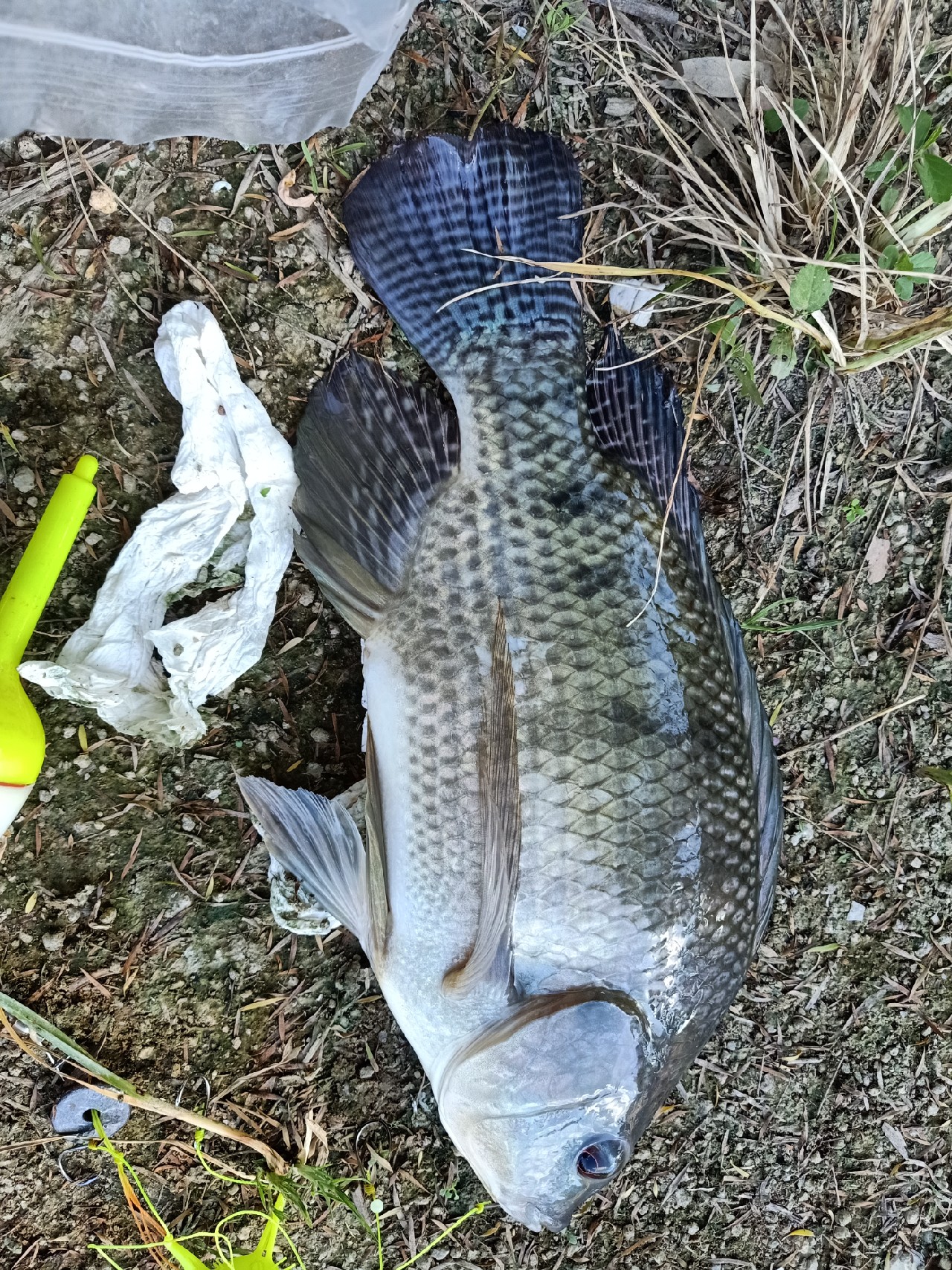 开局即是巅峰第6集,开局即巅峰完整版