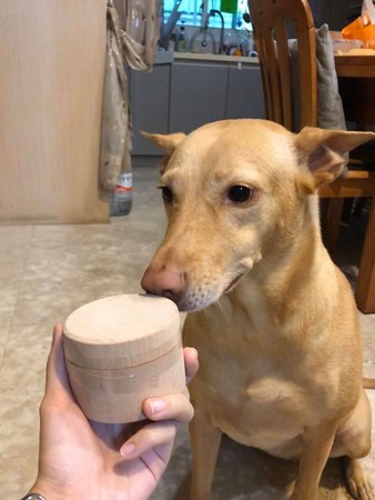 以前最爱吃它醋！　汪亲眼见“鼠宝骨灰”皱眉难过