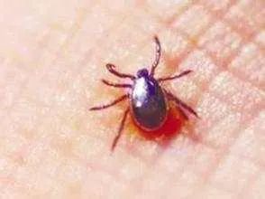 7岁女童持续6天高烧,七个月婴儿反复高烧怎么回事