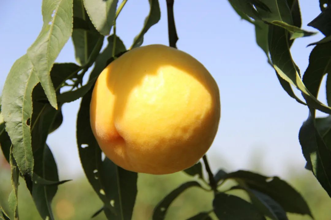 16°香甜,一*爆口**汁,称霸整个夏天的“蜜桃之王”来了