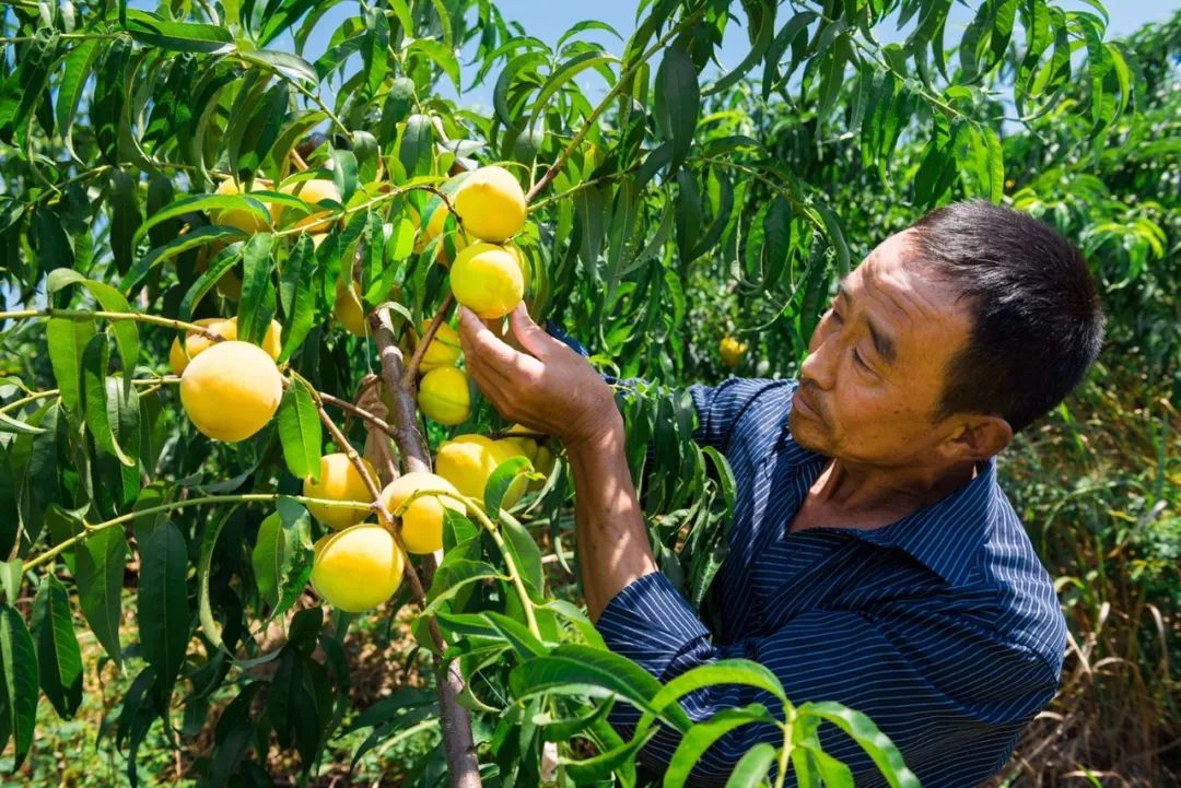 16°香甜，一*爆口**汁，称霸整个夏天的“蜜桃之王”来了