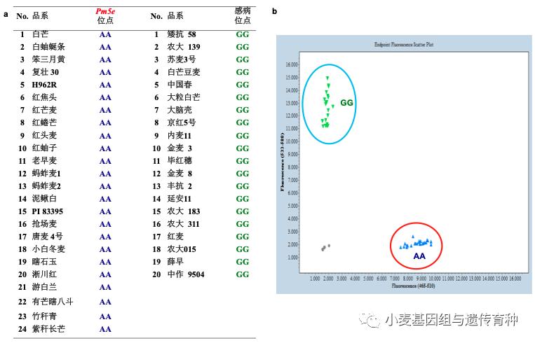 重磅袭来|刘志勇团队与李洪杰团队合作连续克隆两个小麦抗*粉白**病基因