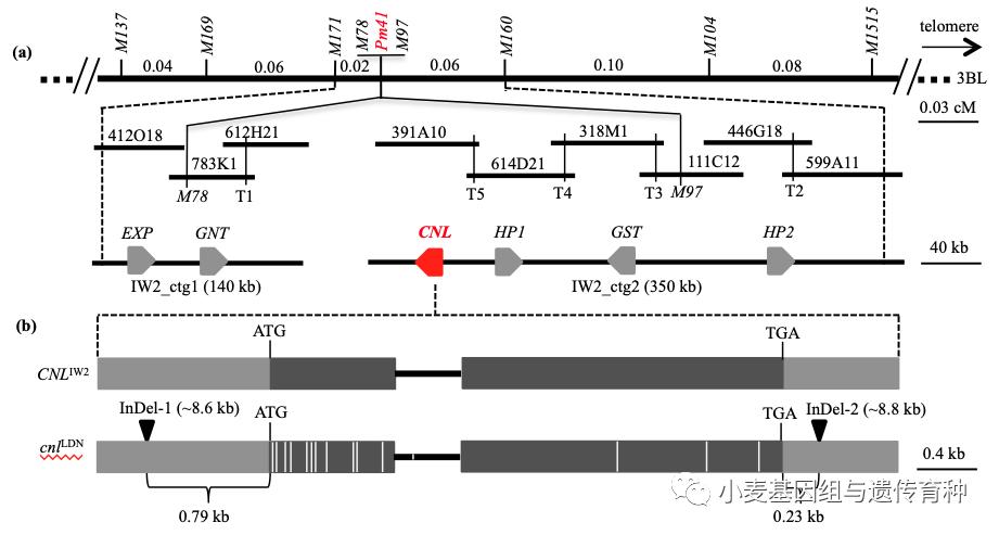 重磅袭来|刘志勇团队与李洪杰团队合作连续克隆两个小麦抗*粉白**病基因