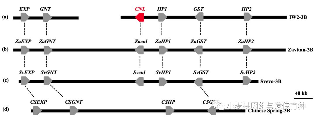重磅袭来|刘志勇团队与李洪杰团队合作连续克隆两个小麦抗*粉白**病基因