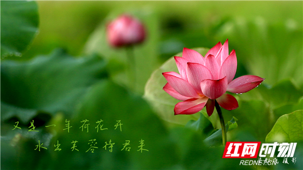 视频｜湖南娄底：出水芙蓉待君来