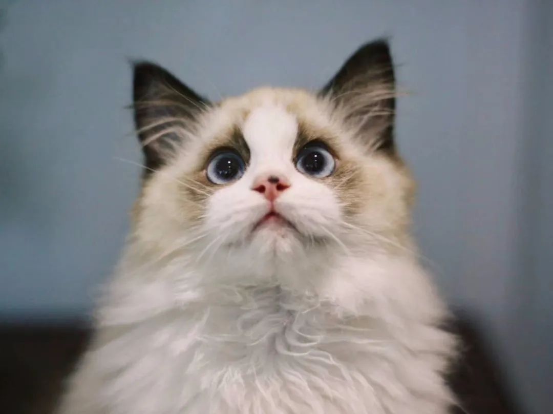 「丽江宠圈」身价4万！曾获各种大奖，丽江这些猫咪不简单