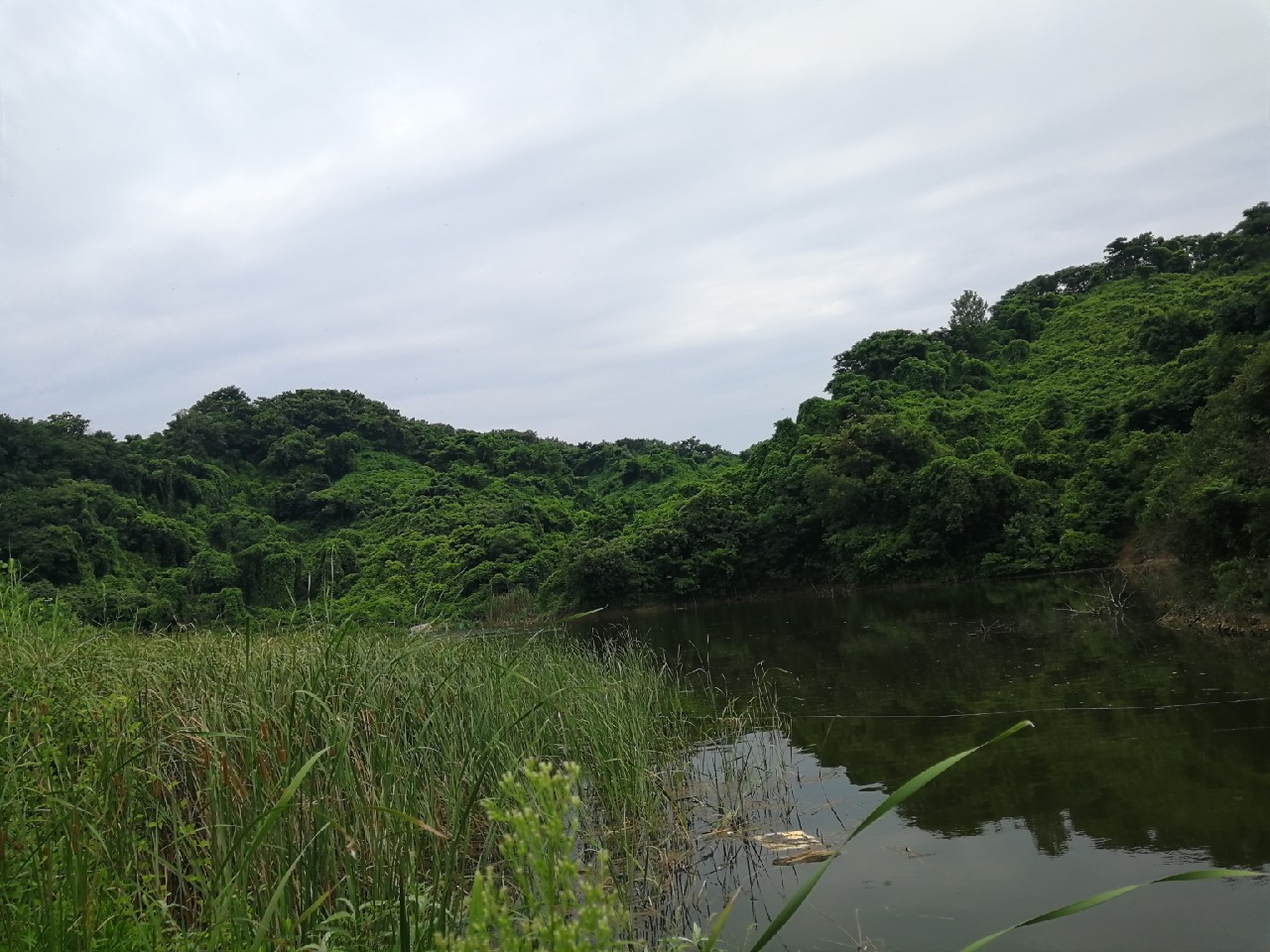 小鱼闹窝怎么赶走,小鱼小虾闹窝怎么办