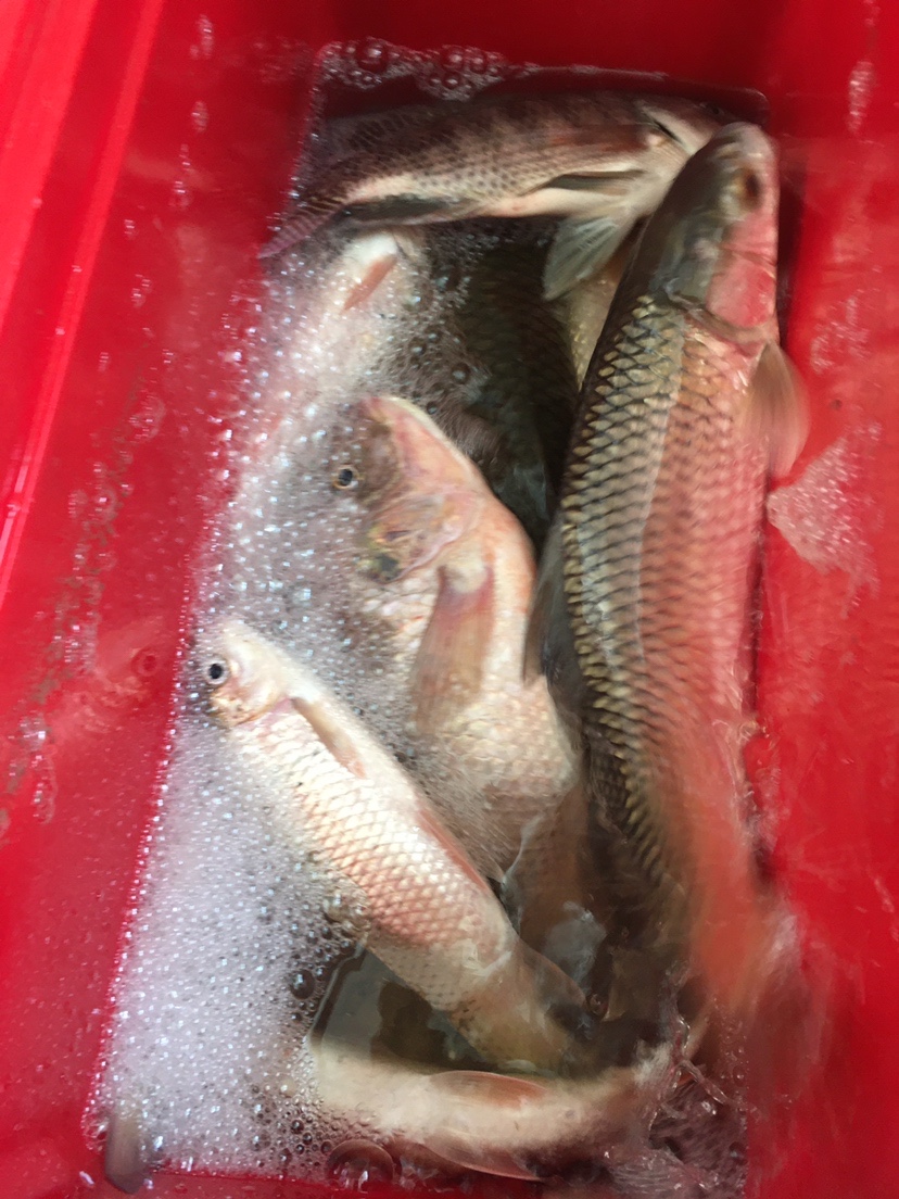 水迳水库孤独的守夜人，一非一草终还梦