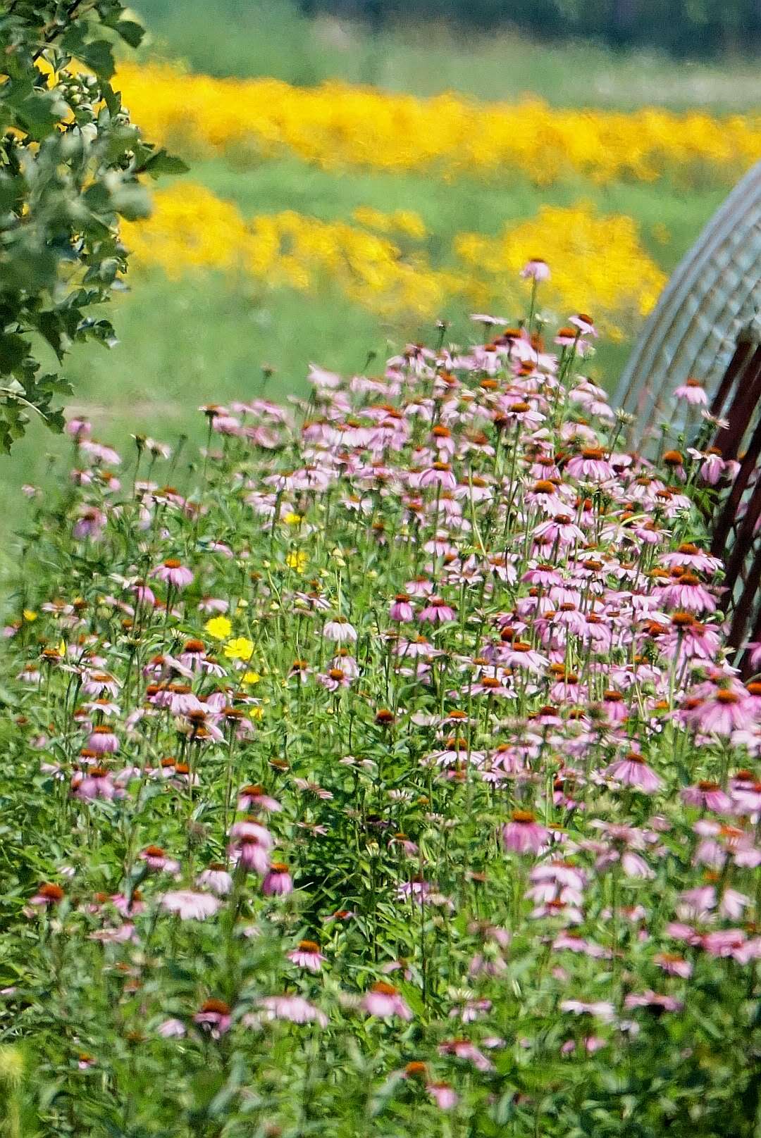 百花绽放风景秀丽,花田小镇风景区