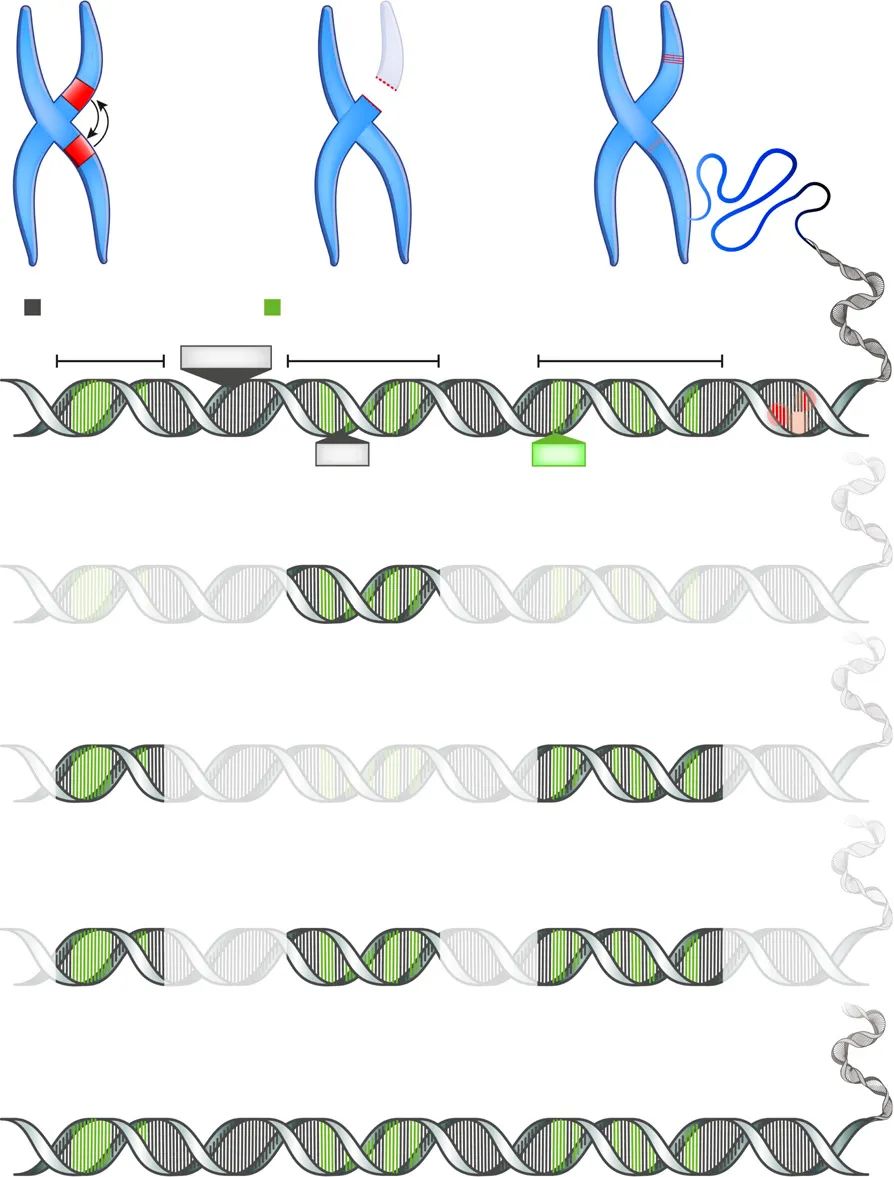 col4a5基因怎么检测,col4a5基因突变严重吗