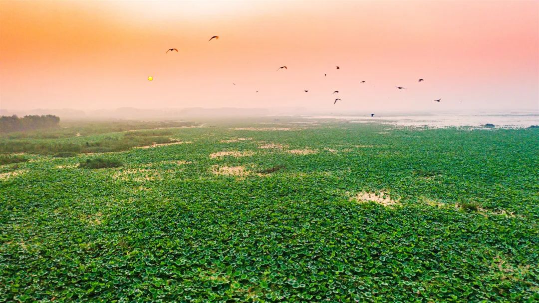 微山湖可以观赏的荷花,七月微山湖荷花盛放简直美到爆