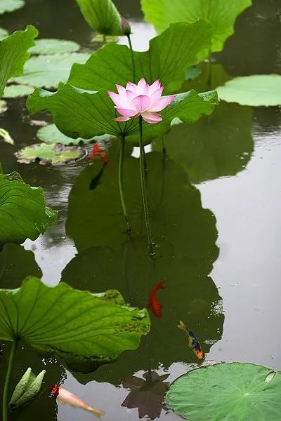 读古诗《荷》,欣赏夏日风景|新家庭,心行动·亲子日常生活三个三