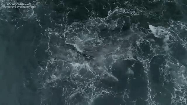 虎鲸炫耀食物,虎鲸饿到亲戚都吃什么