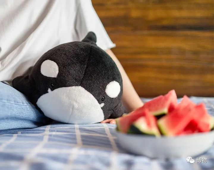 虎鲸炫耀食物,虎鲸饿到亲戚都吃什么