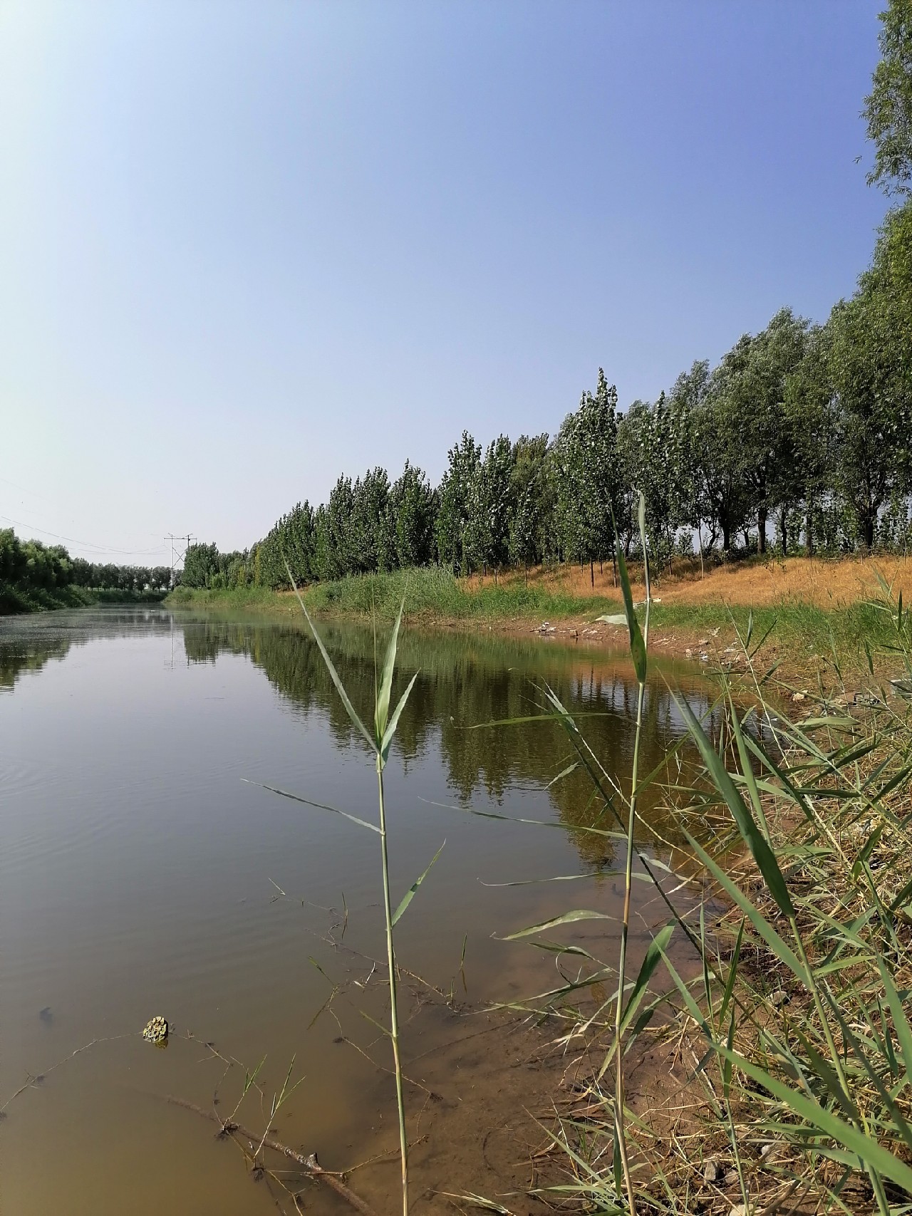 河边野钓小鲫鱼,野钓小河沟钓鲫鱼突然停口
