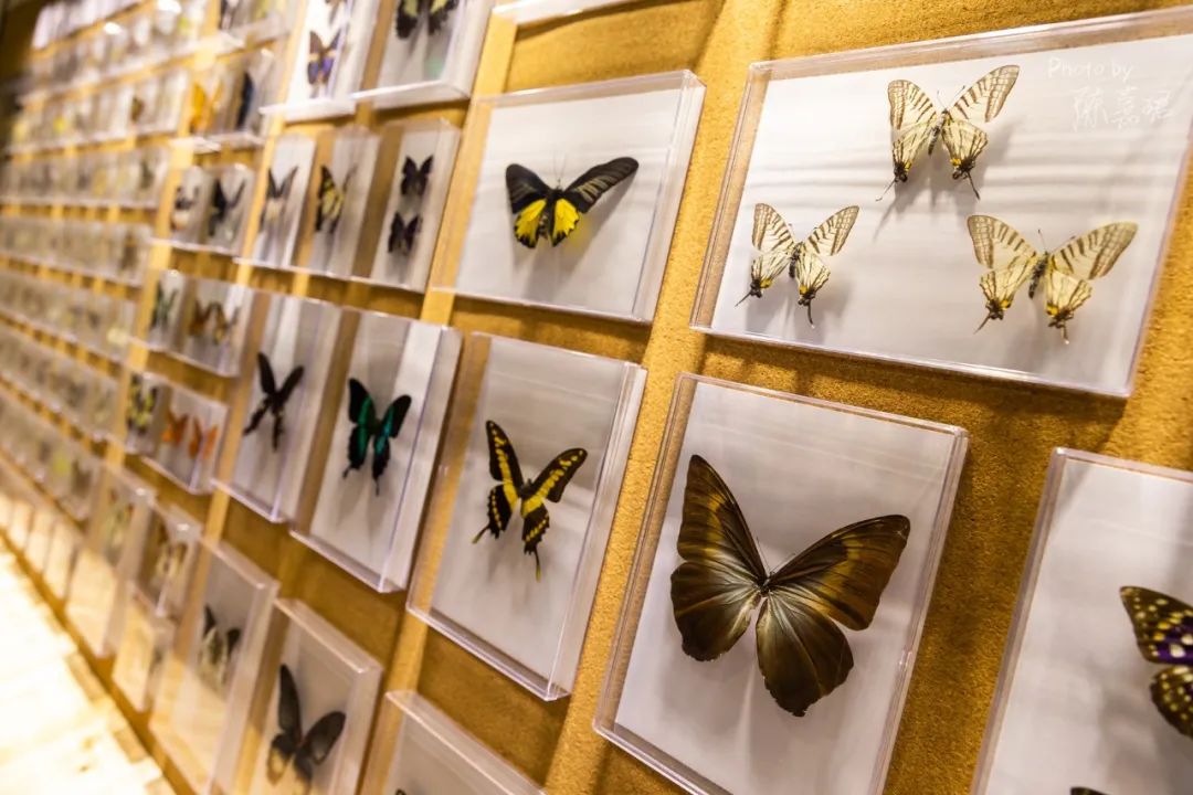 金山区自然博物馆,金山区博物馆有什么