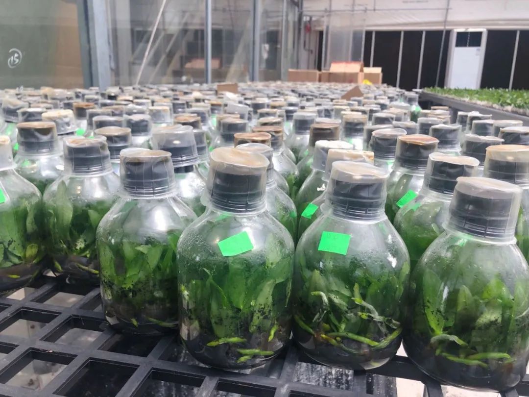 广东翁源兰花年产值超30亿,蝴蝶兰广东年产量