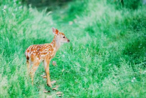 免费！半价！1000000个产品等你来撩“好客山东游品荟”来啦