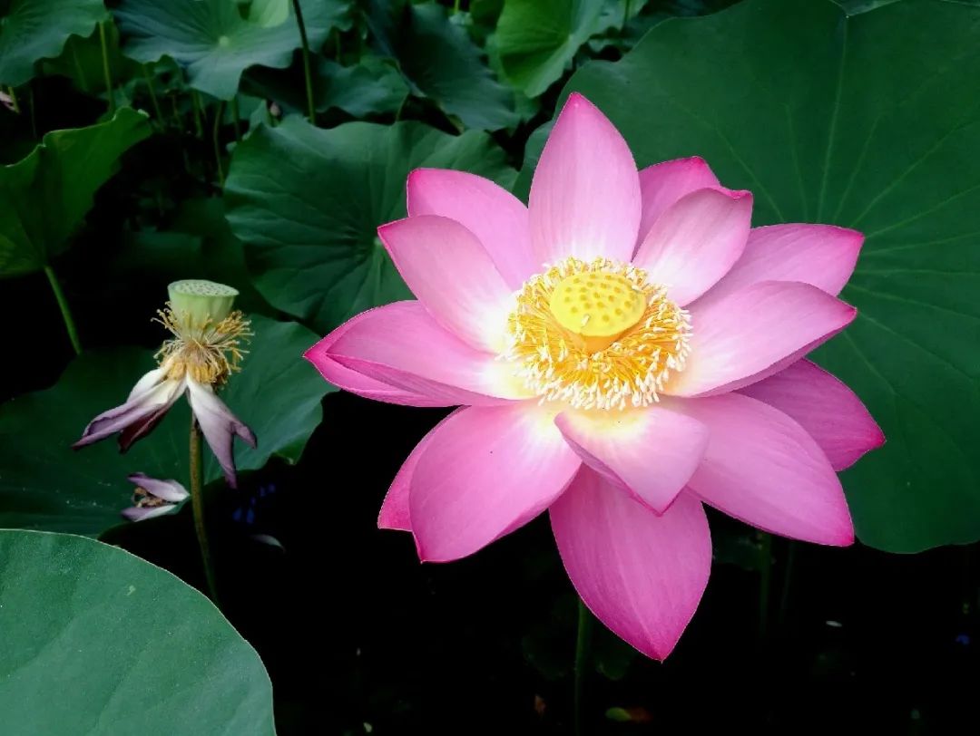 有藕的是莲花还是荷花,荷花与莲花的区别讲座