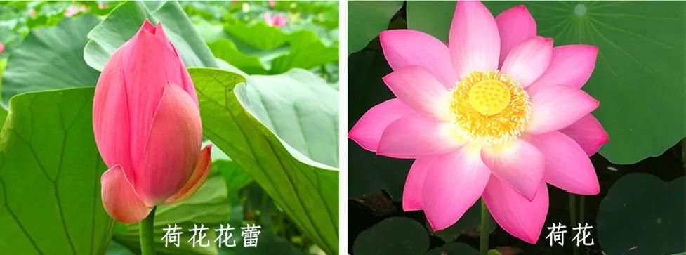 荷花和莲花是一回事吗,莲花荷花是同一种花吗