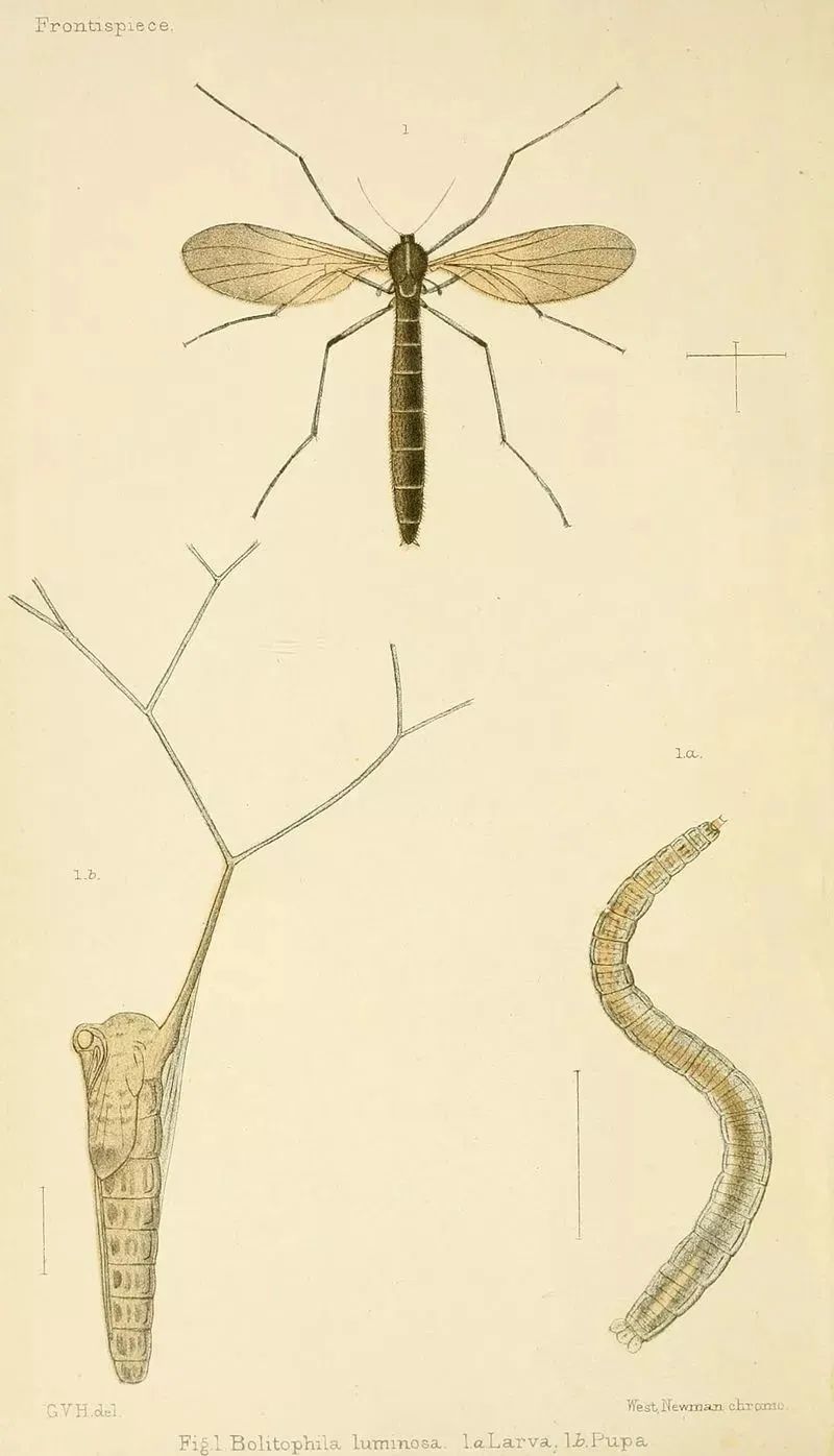 夏日萤火虫的夜晚,夏天萤火虫的夜景
