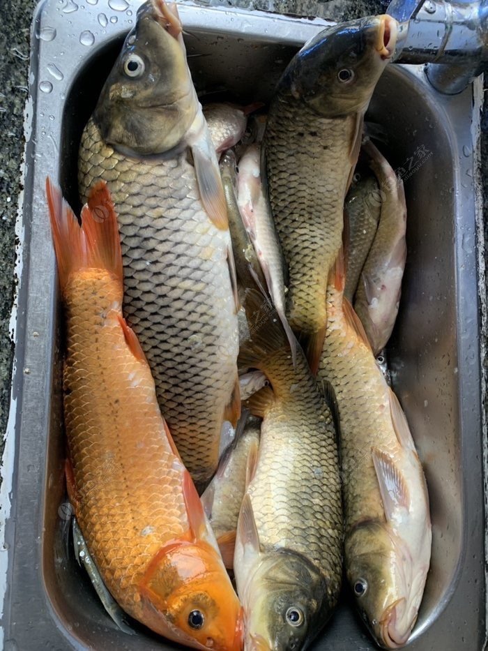 野钓技巧全攻略注意安全,几个野钓小技巧送给初学者