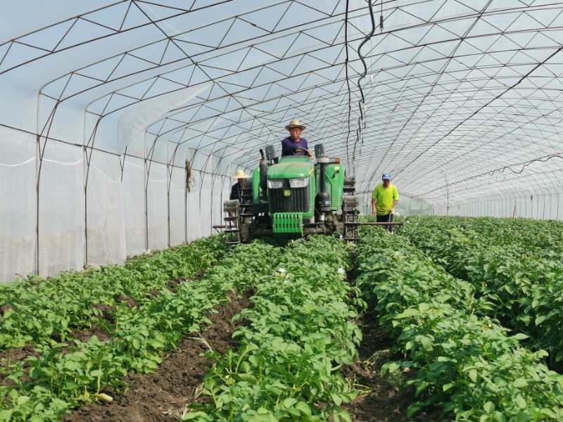 黑龙江一亩马铃薯的收益,黑龙江依安马铃薯