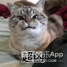 黑糖玛奇朵小杰,黑糖玛奇朵小杰威廉