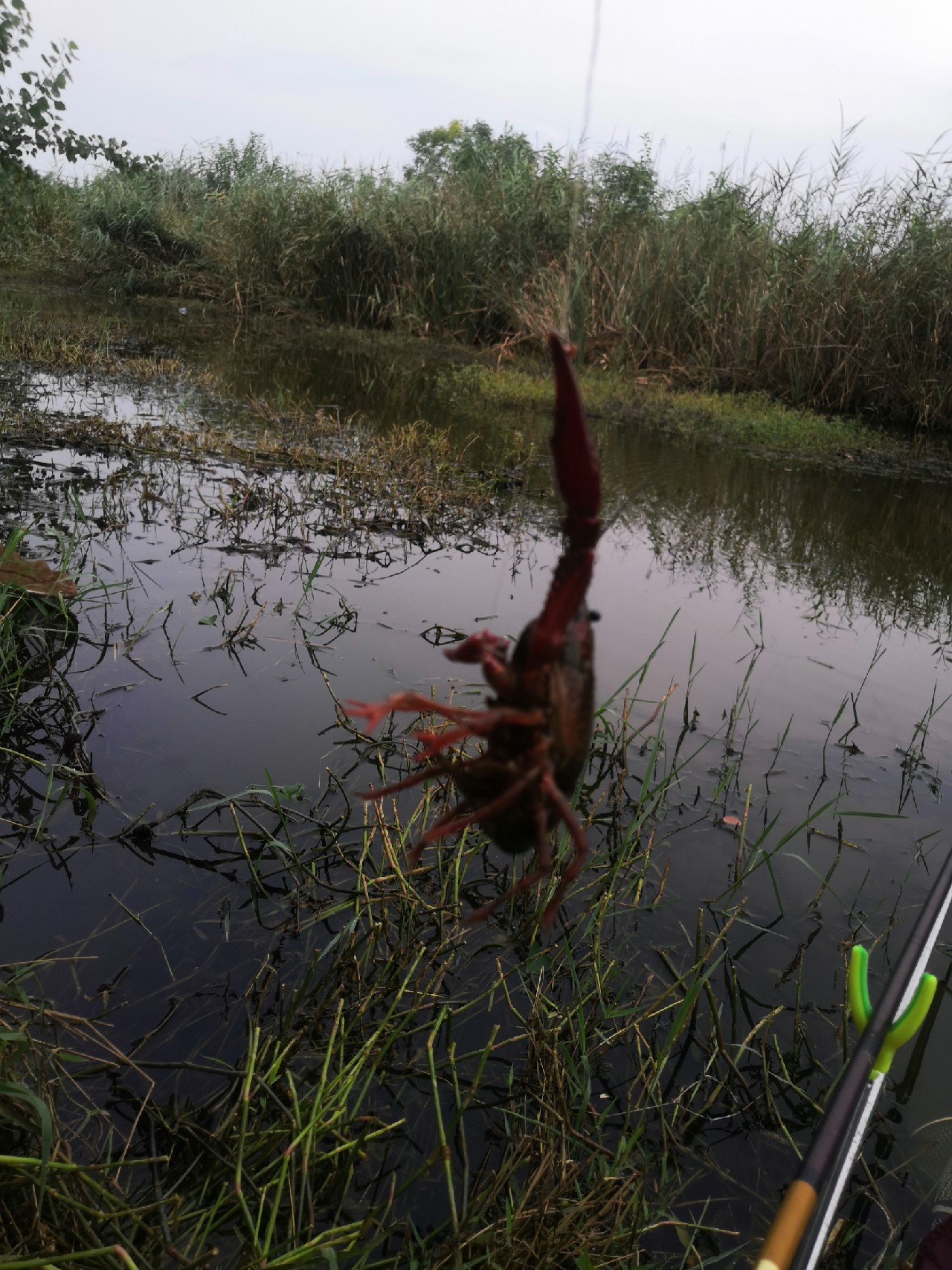 香酥可口的炸酥鱼吃了还想吃,喜欢吃炸带鱼