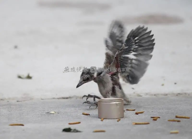 为母则刚跳楼后续,为母则刚妈妈摔倒