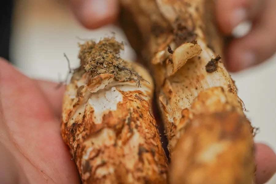 松茸比普通菌类贵多少,最好的松茸是哪里的