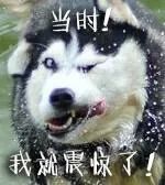 狗狗身上过敏症状,狗狗皮肤过敏常见症状及改善方法