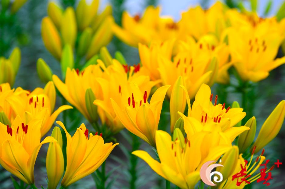 长春最佳百花园赏花季节,长春有什么好看的花海