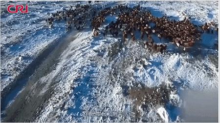 蒙古国3万只羊够吃吗,从小吃香料的羊