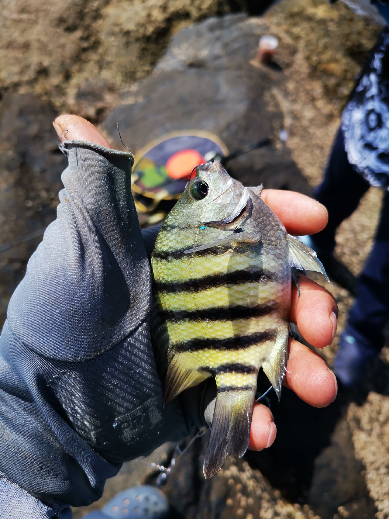 游姿优美的观赏鱼,木兰花乡风景区钓鱼