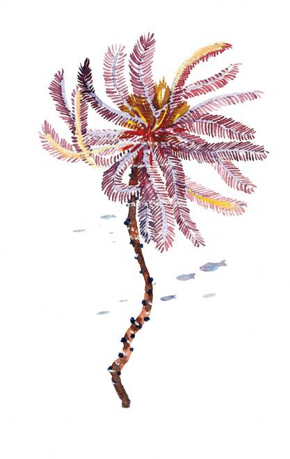 海洋里面有什么护肤成分,海洋护肤成分有哪些