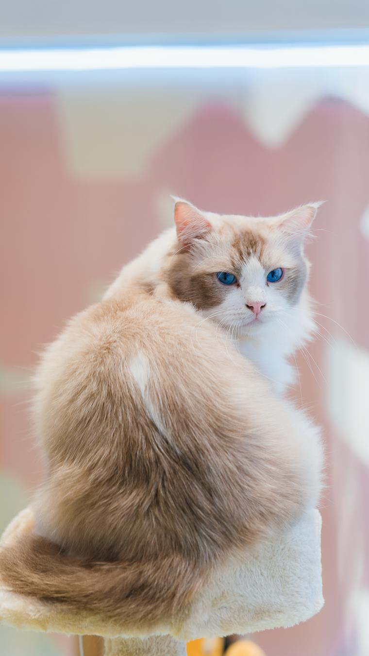 LOOK|海岸城更新·「宠物Mall」限时开放