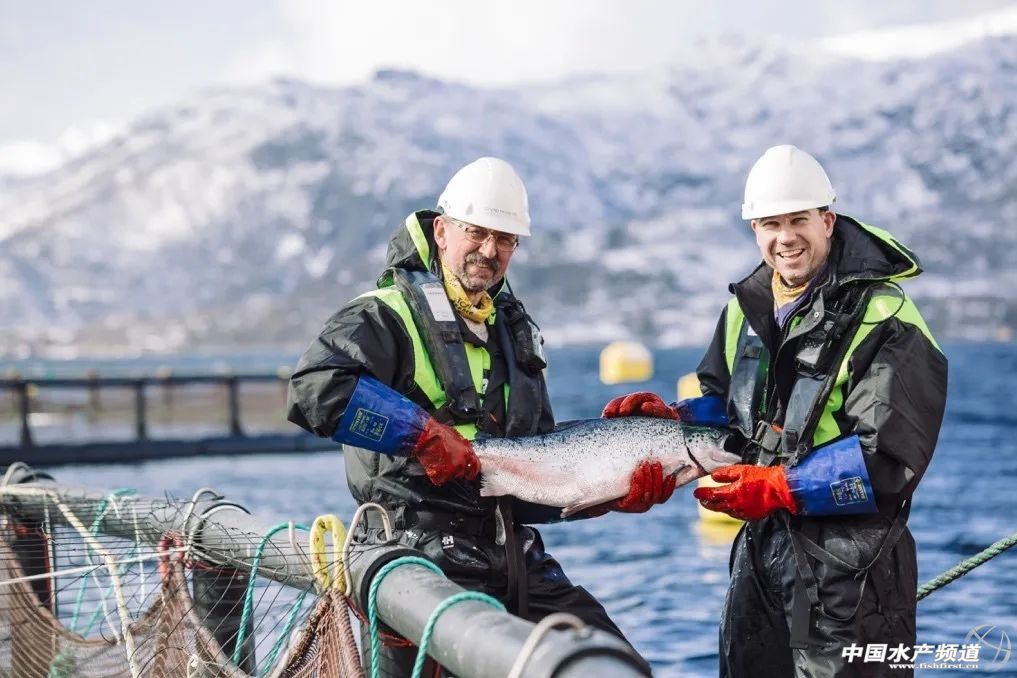 挪威三文鱼安全吗,挪威三文鱼空运过程