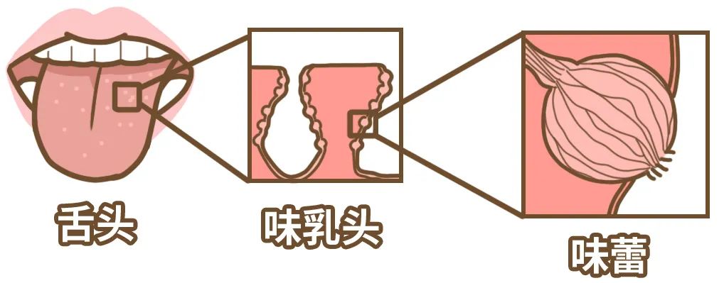 为什么菊花有味道,为什么吃了辣的菊花会火辣辣的