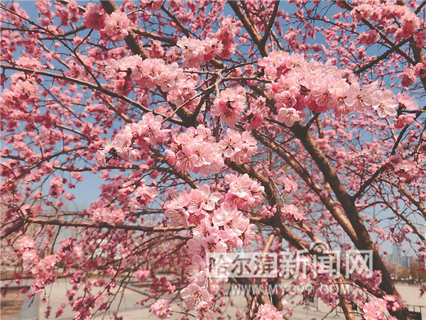 让城市绿化成果更好惠及群众,城市绿化与绿水青山就是金山银山