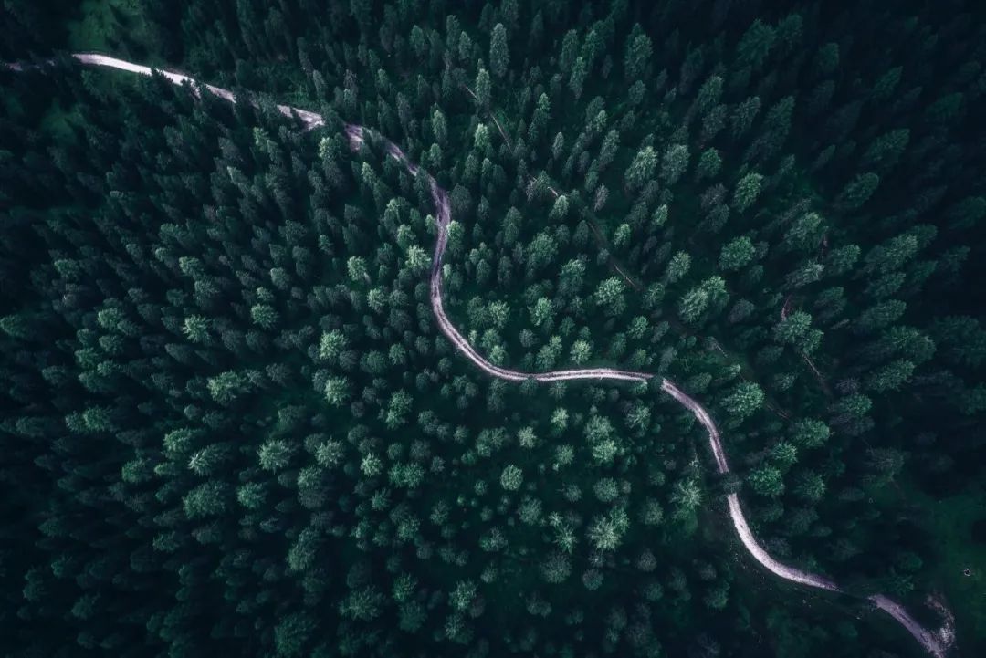 “*窥偷**”网红动物的生活，理解和分享一种离人群最远、离星空最近的喜悦|此刻夜读