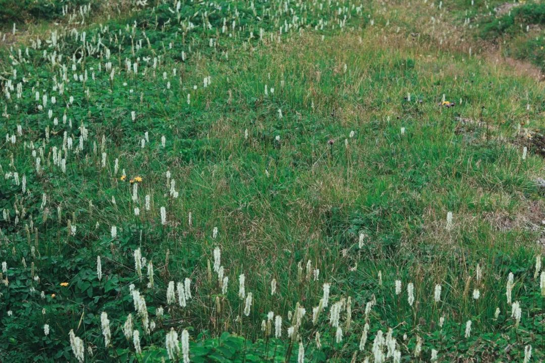 去长白山哪家酒店度假最好,长白山最佳观景酒店